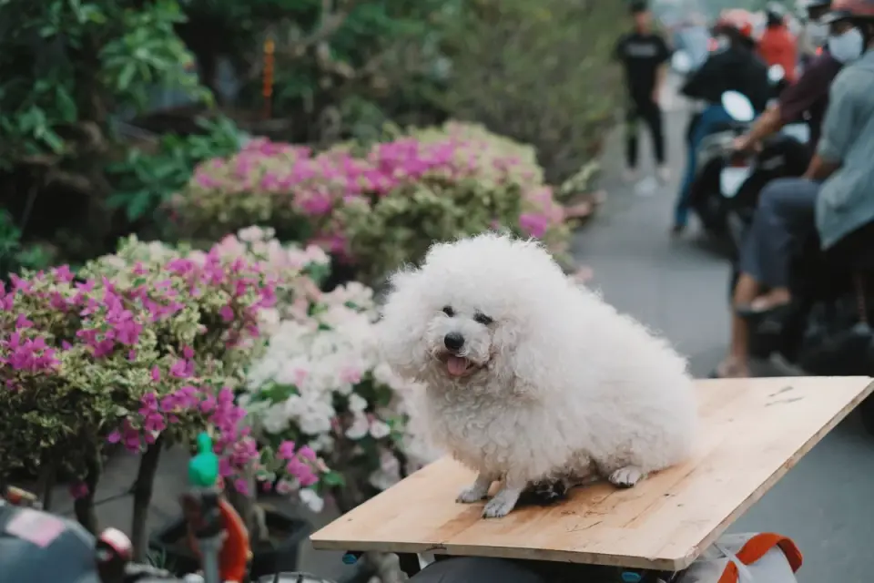 Dog at an outdoor cafe