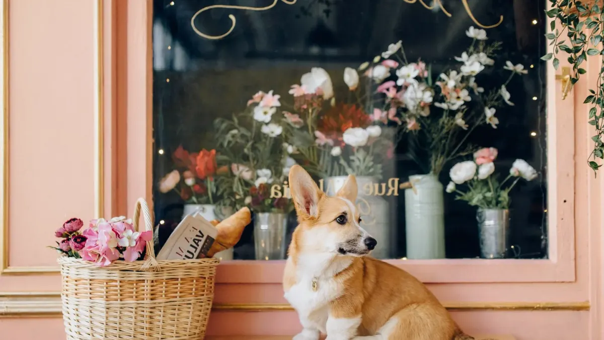 Dog at an outdoor cafe