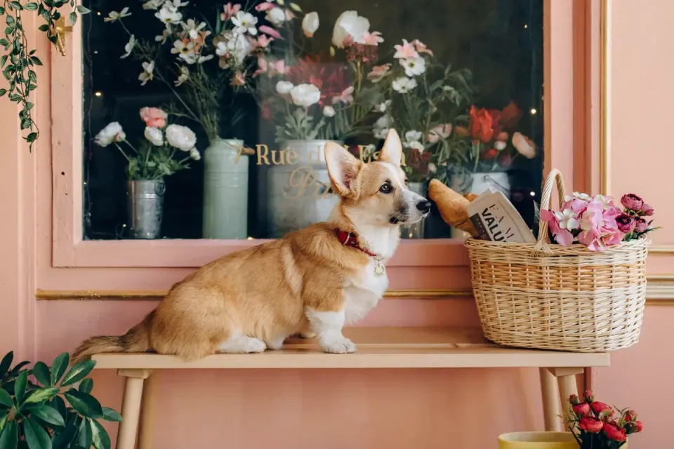 Dog at an outdoor cafe