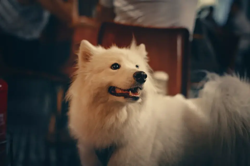 Dog at an outdoor cafe