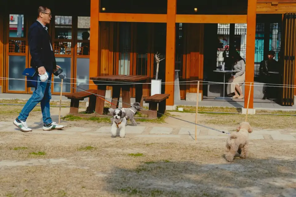 Dog at an outdoor cafe