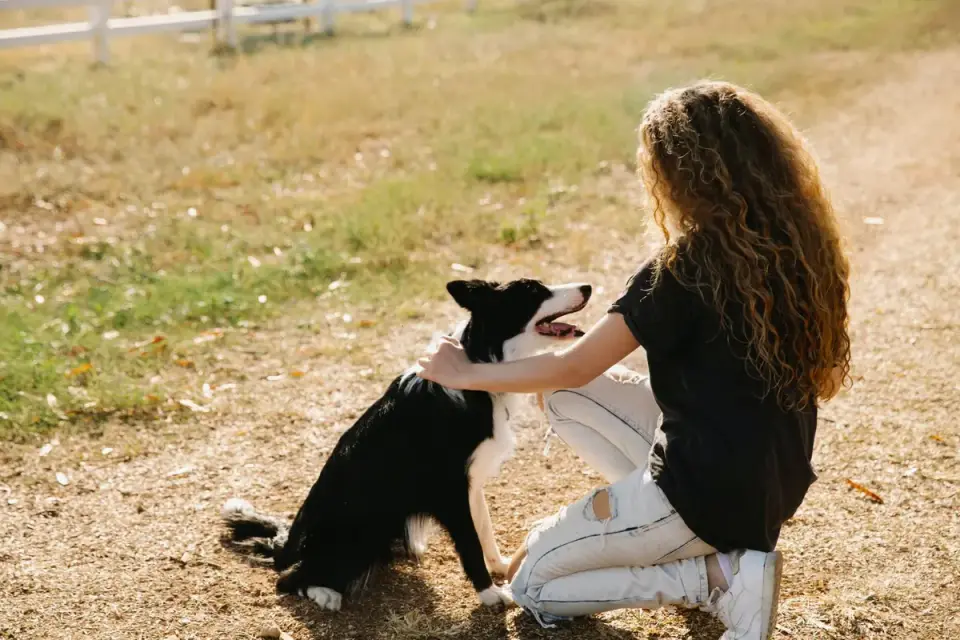 Dog being brushed outdoors