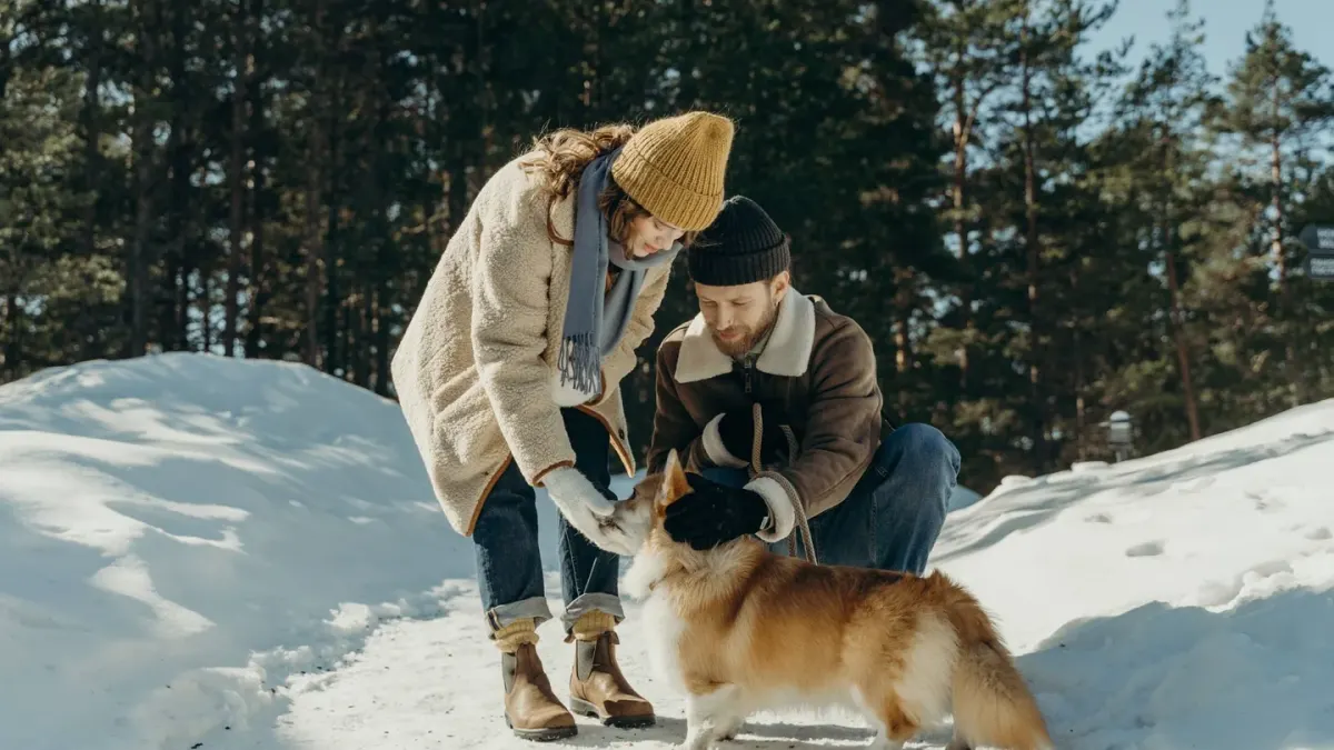 Dog being brushed outdoors