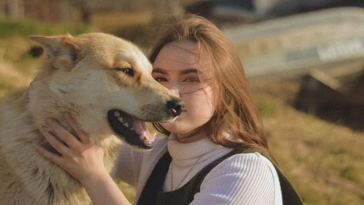 Dog being brushed outdoors