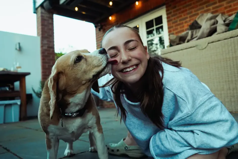 Dog being brushed outdoors