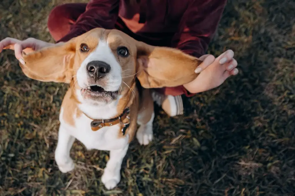 Dog being brushed outdoors