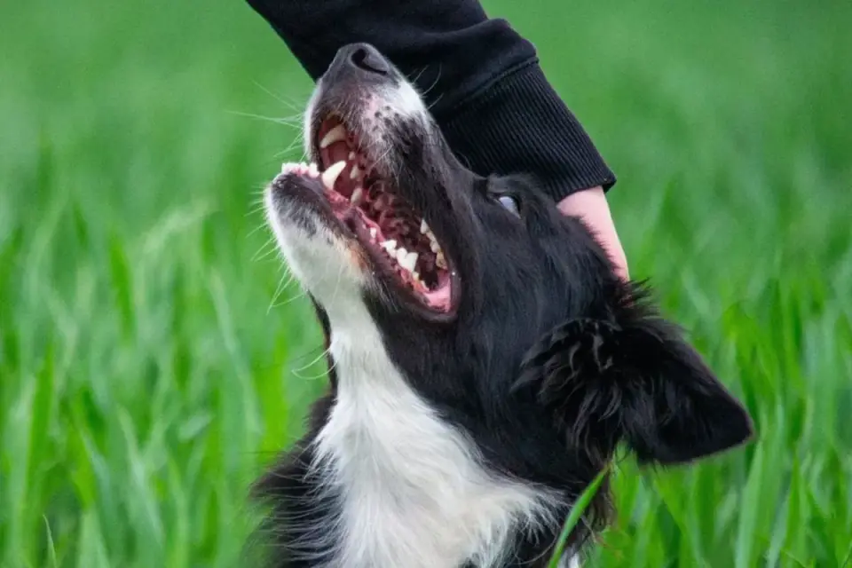 Dog being brushed outdoors
