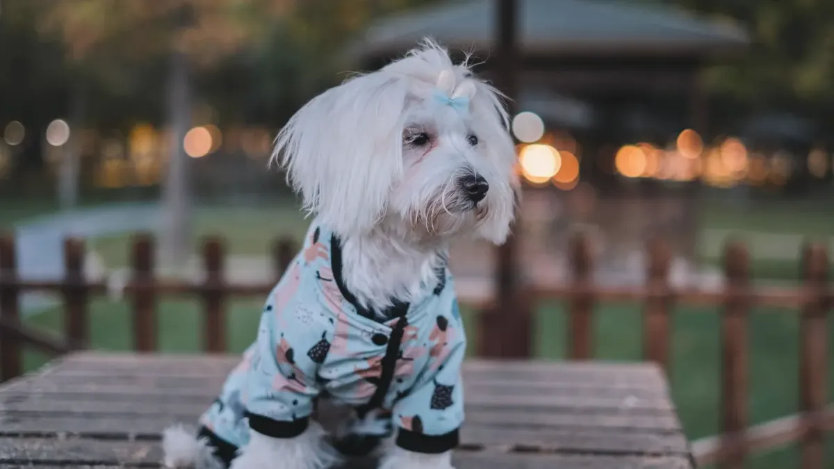 Dog being brushed outdoors