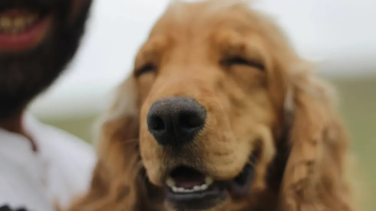 Dog being hugged by owner