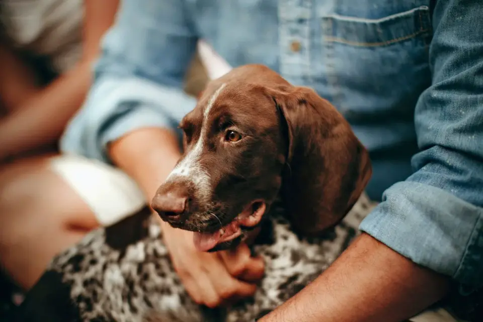 Dog being hugged by owner