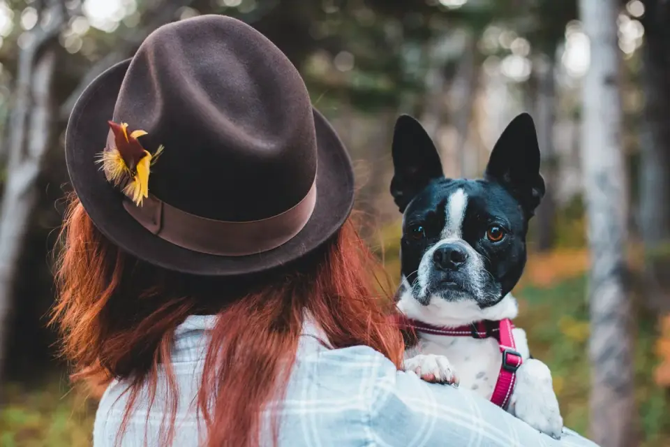 Dog being hugged by owner