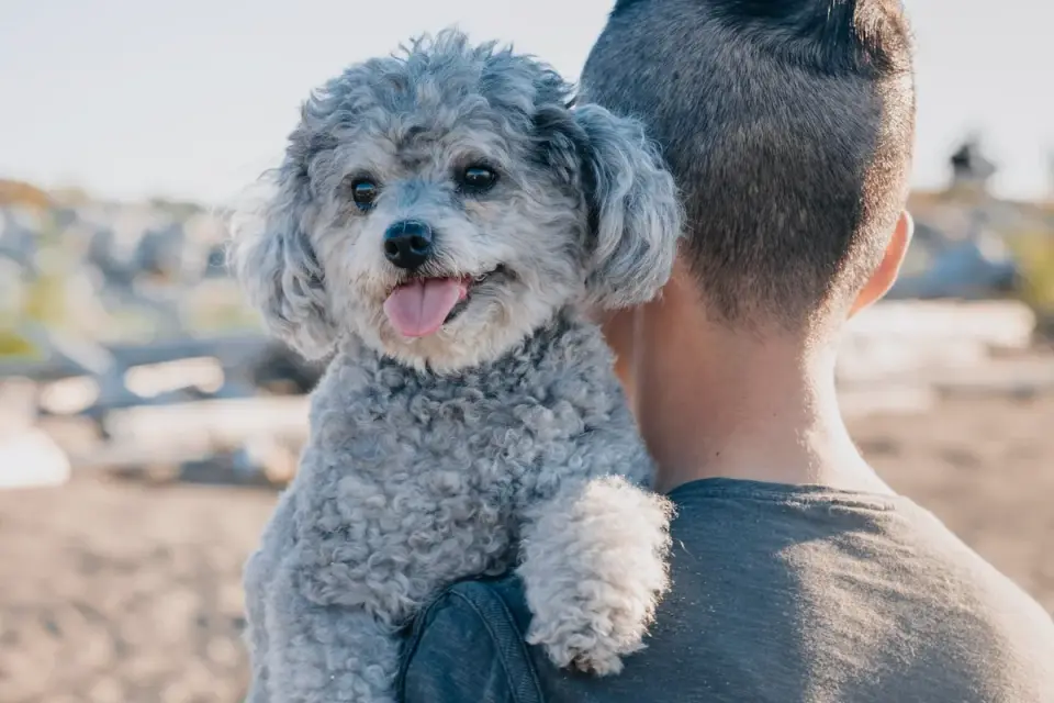 Dog being hugged by owner