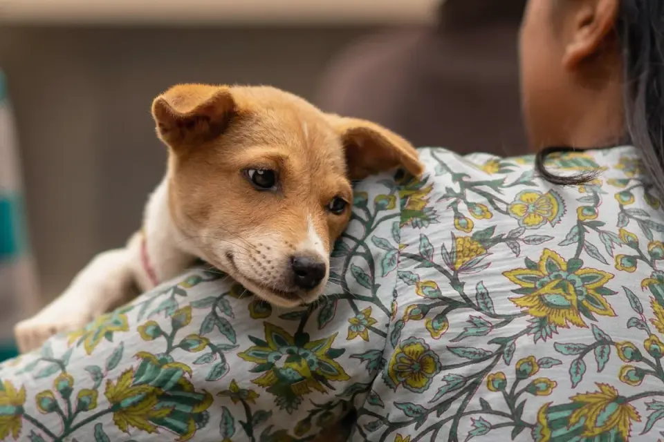 Dog being hugged by owner