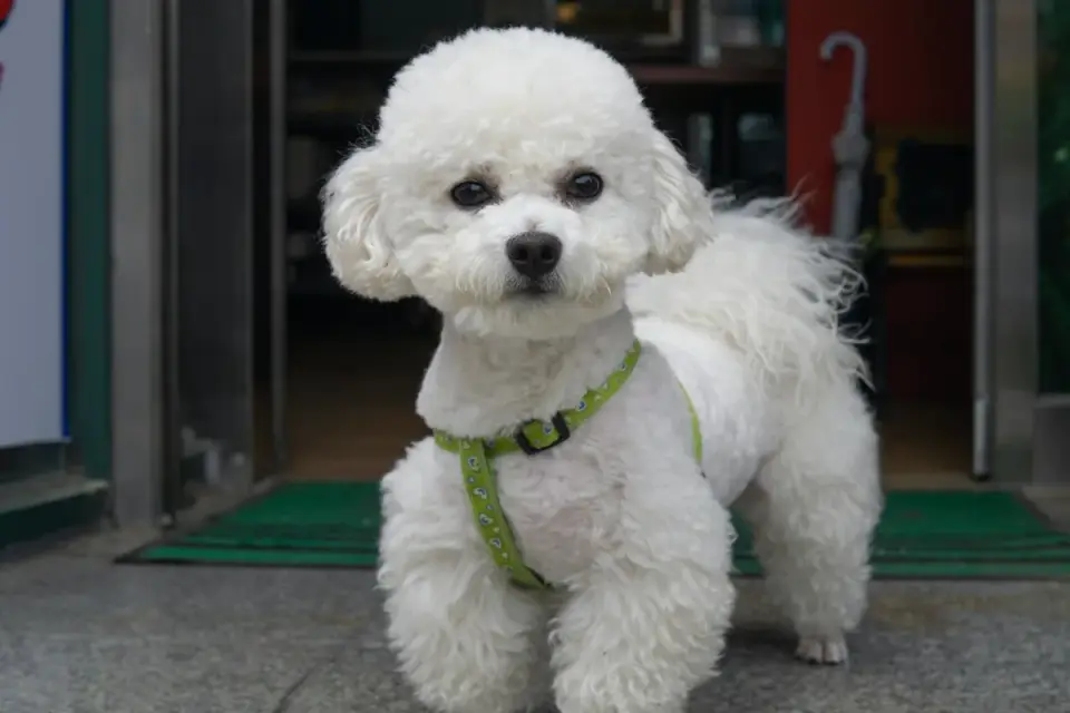 Dog by a door