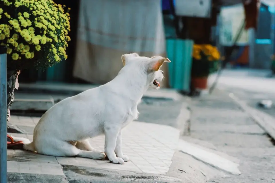 Dog by a door