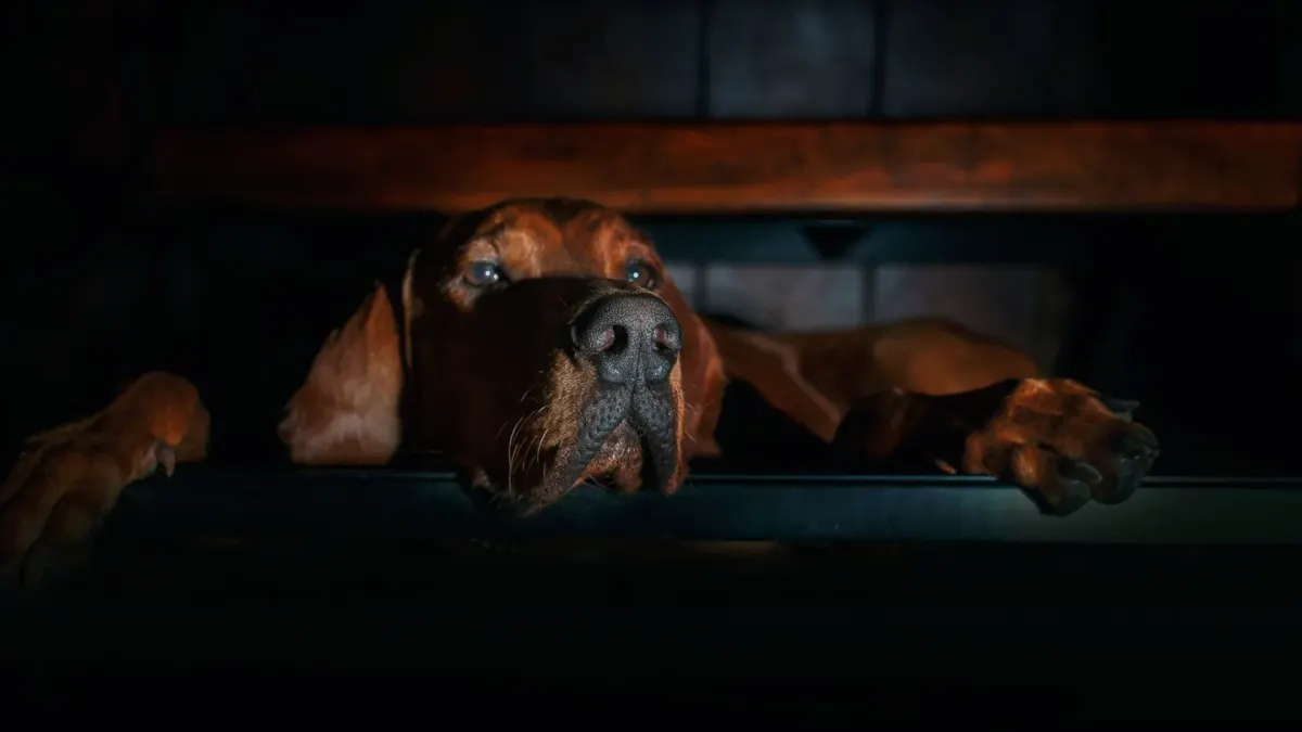Dog by a door