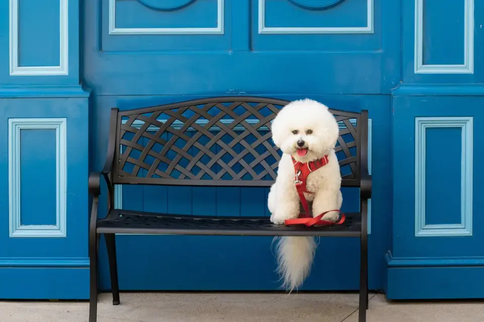 Dog by a door