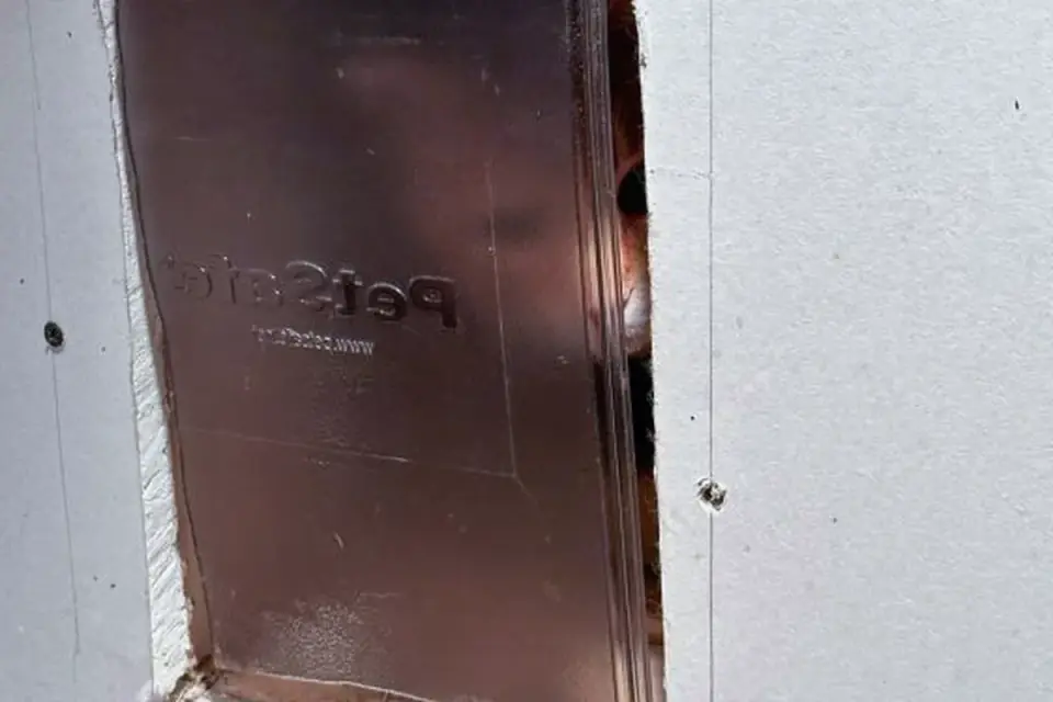 Dog by a door