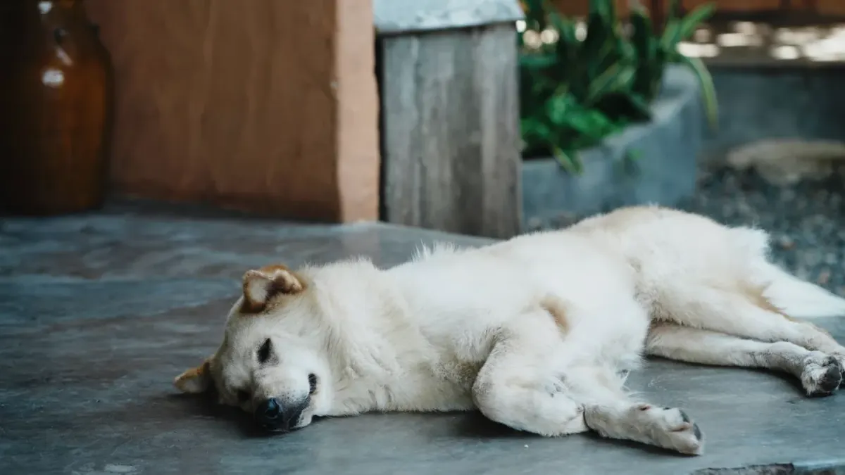 Dog by a door