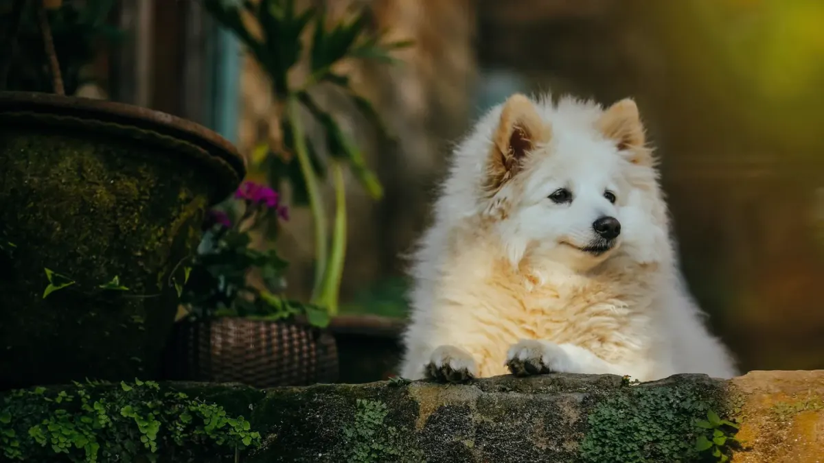 Dog by a door