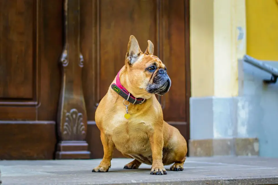 Dog by a door