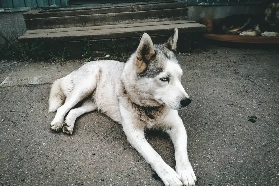 Dog by a door