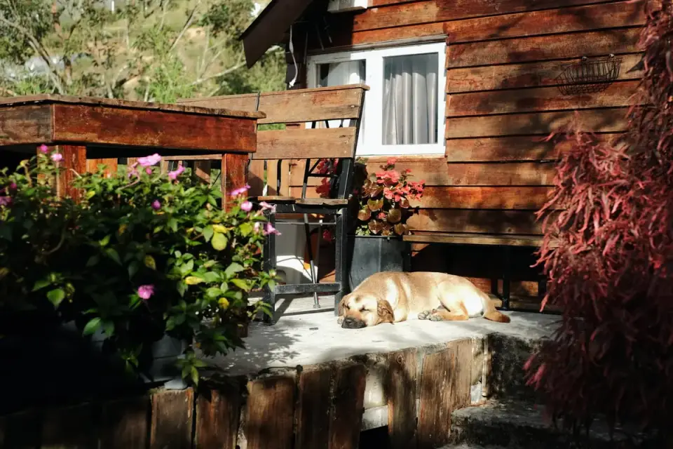 Dog by a door