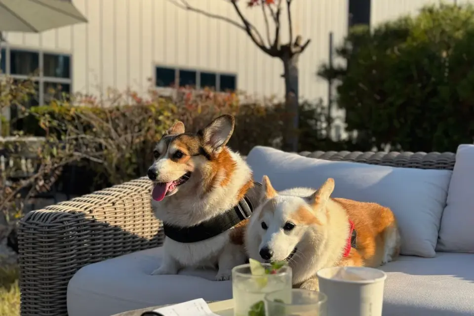 Dog drinking from a water bowl set on the ground at an outdoor restaurant patio