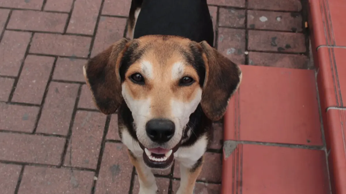 Dog giving a paw