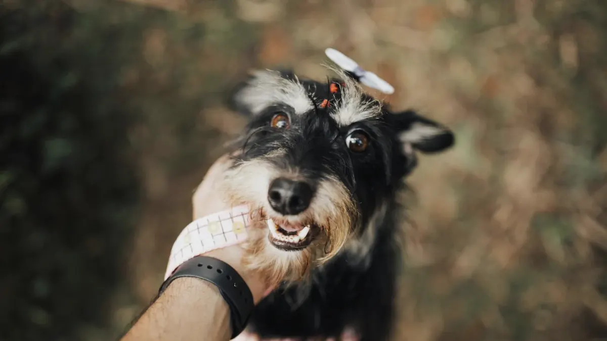 Dog giving a paw