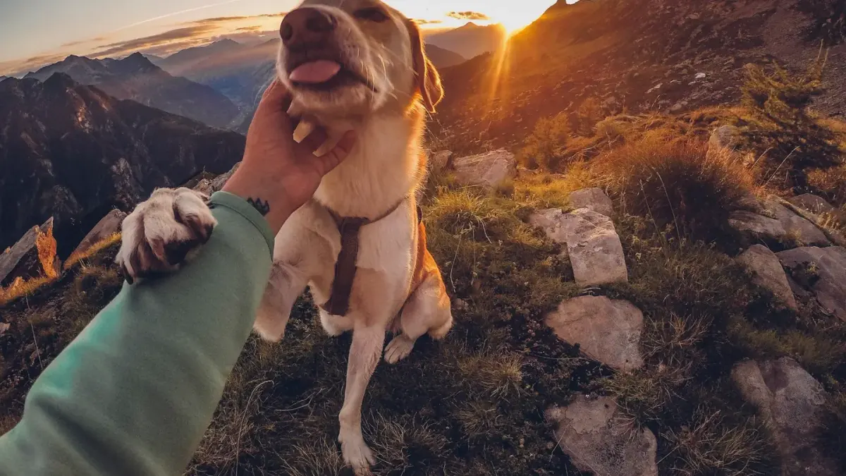 Dog giving a paw
