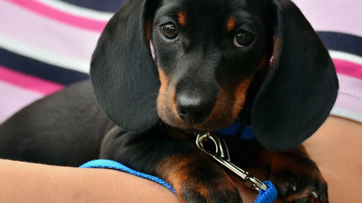 Dog giving a paw