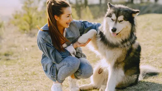 Dog giving a paw