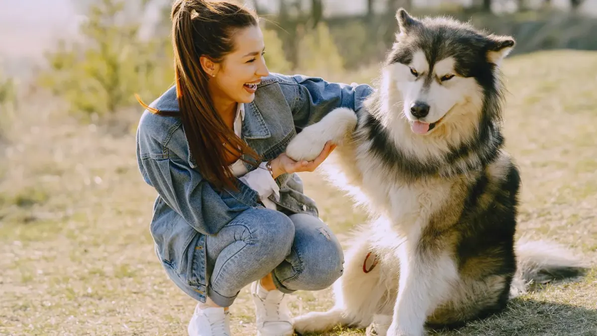 Dog giving a paw