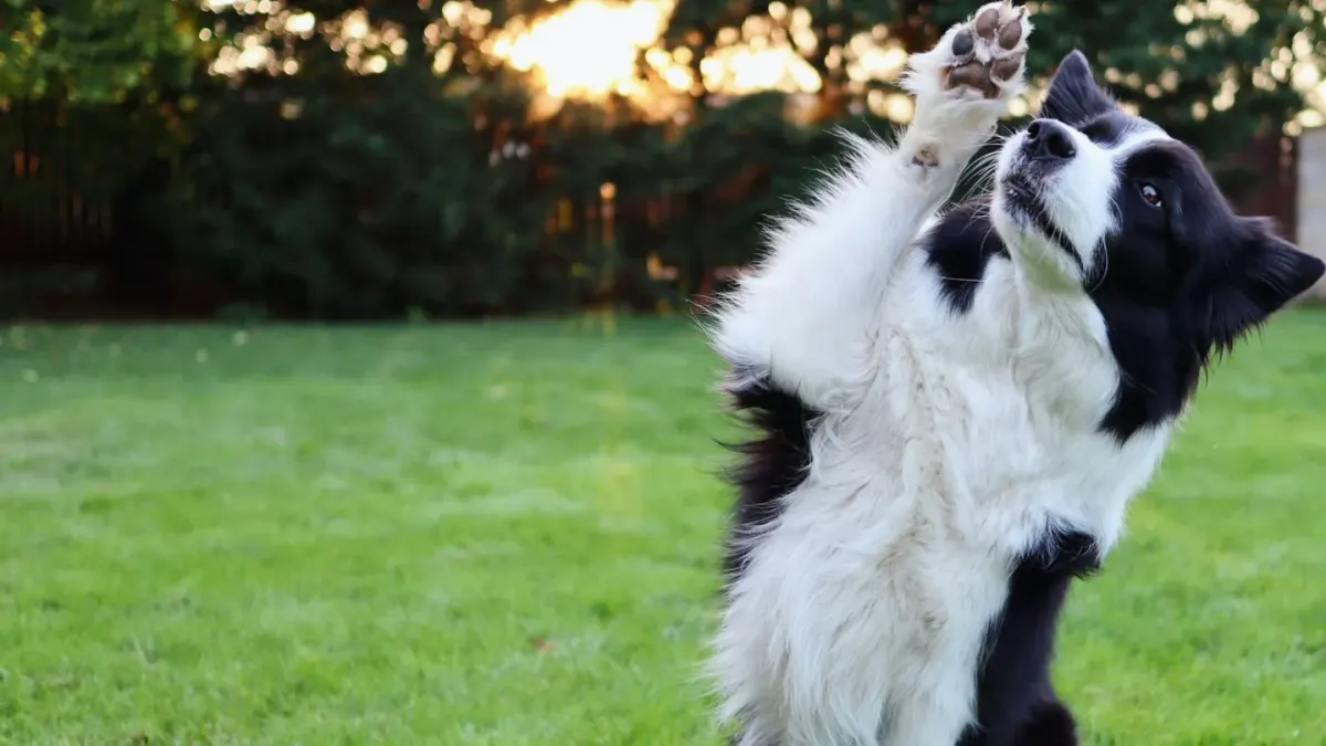 Dog giving a paw