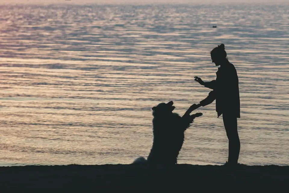Dog giving paw to owner