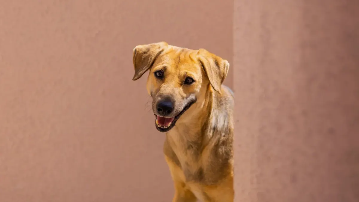 Dog in a doorway