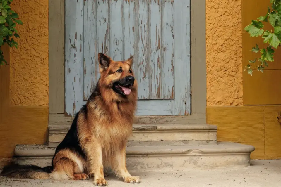 Dog in a doorway