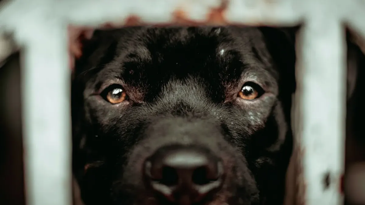 Dog in a doorway