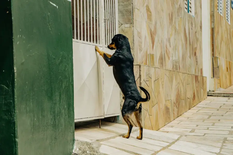 Dog in a doorway
