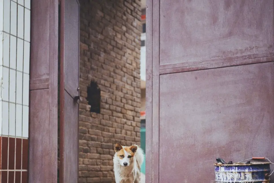 Dog in a doorway