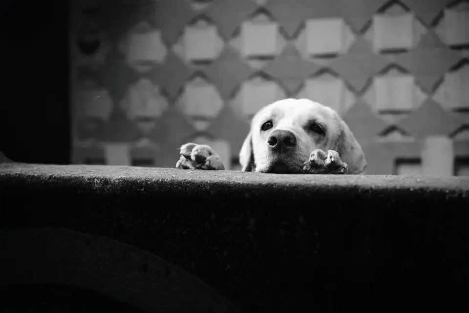 Dog in a doorway