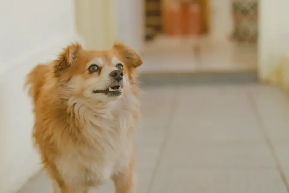 Dog in a doorway