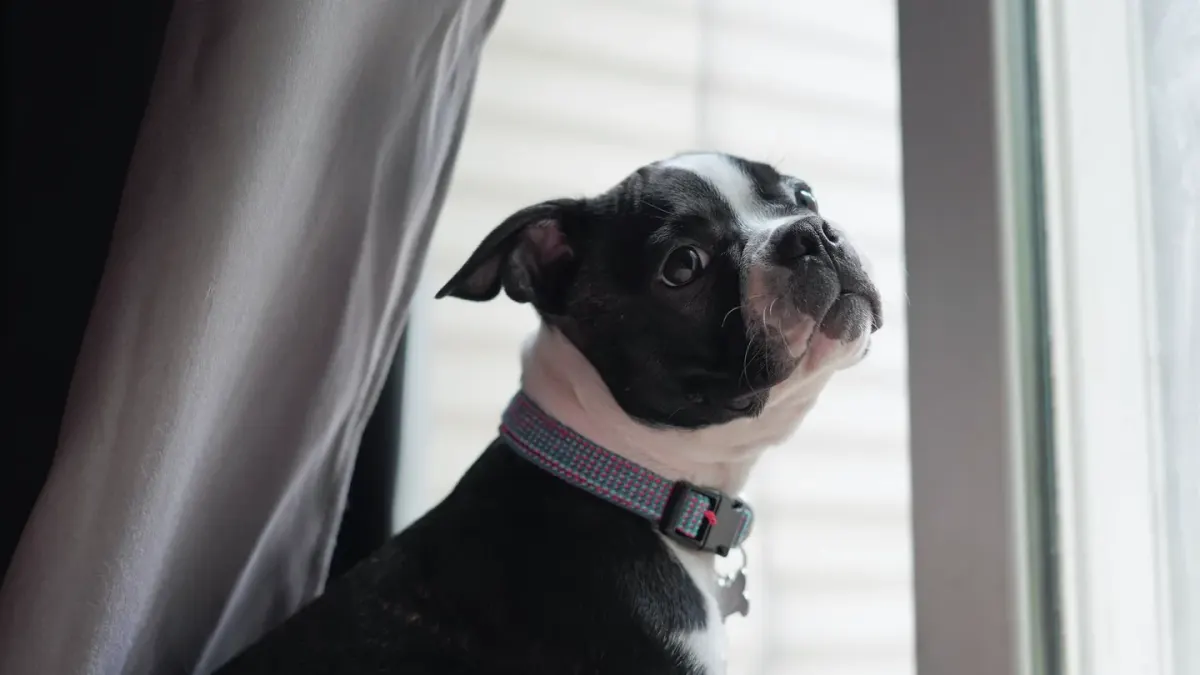 Dog in a doorway