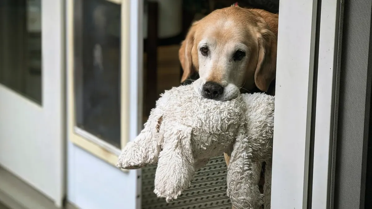 Dog in a doorway