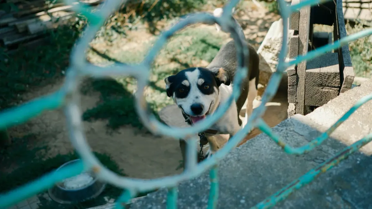 Dog in a doorway