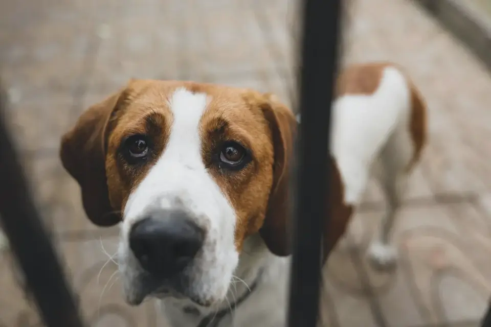 Dog in a doorway