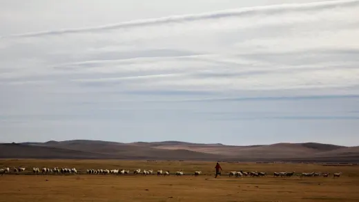Dog in a field with sheep