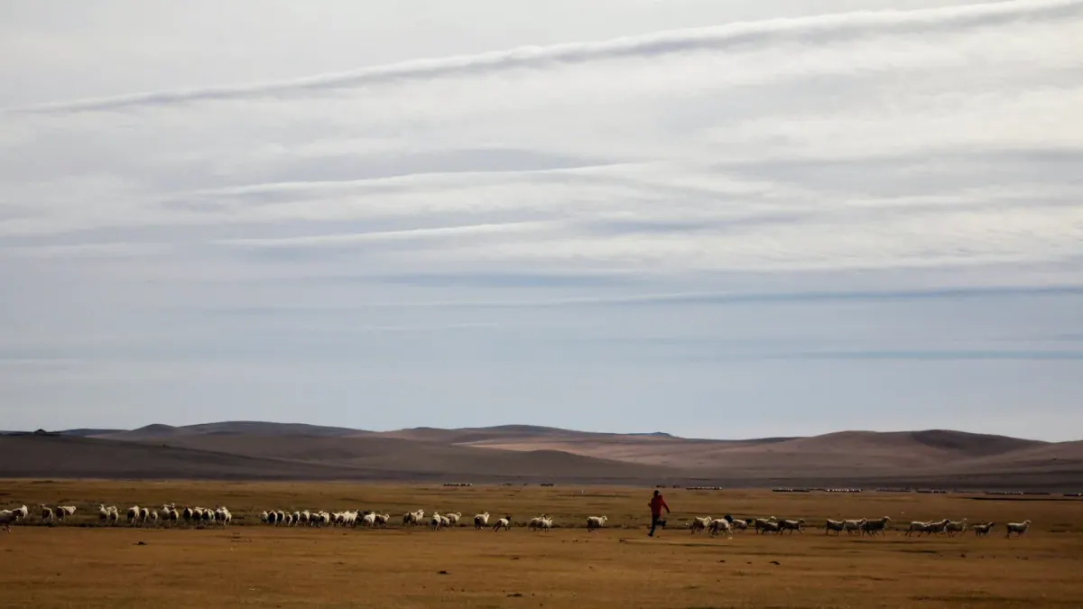 Dog in a field with sheep