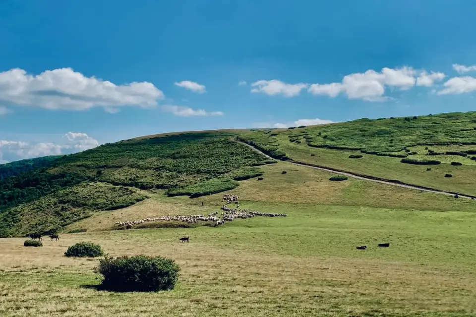 Dog in a field with sheep